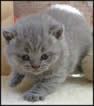 British Blue Shorthaired Kittens and cats