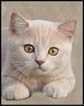 British Cream Shorthair