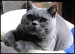 British Blue Kittens - Inca