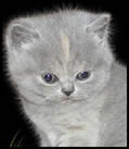 British Bluecream Breeders