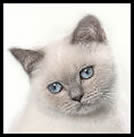 British colourpointed Shorthaired Cat