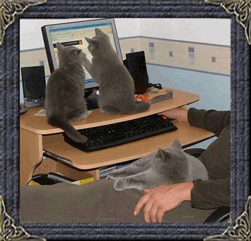British Blue Shorthaired Kittens For Sale