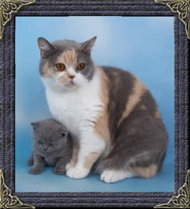 Minnie And Baby Tank - British Cats