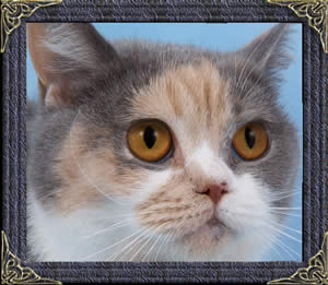 Dilute Tortie British Cat