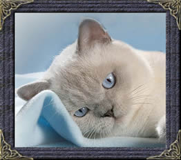 Mabledon British Shorthair Cats British Blue Shorthair