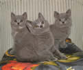 If My Cat Has Fip Can Other Cats Get It If My Cat Has Fip Can Other Cats Get It