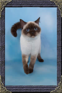 British Shorthair cats - colourpointed british cat - puddin