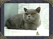 Chunky Polly sat in her litter tray