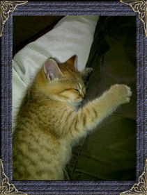British Shorthaired Kittens and cats