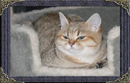 british blue breeder 