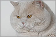 This is Alfie a big cream boy residing in germany