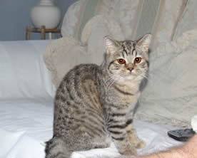 Brown Spotted British Shorthair - Spotty Dotty