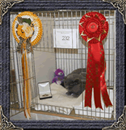 Mabledon British Shorthairs - polly gaining her Grand Premier status