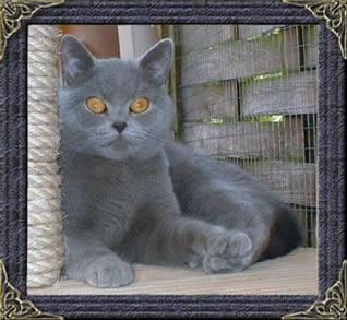 Mabledon British Shorthairs