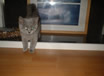 British Blue Cream Kitten
