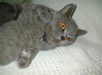 UK breeders - British Shorthairs