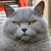 British Blue