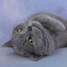 British Blue Cats