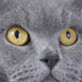 Blue Kittens and Cats
