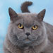British Blue Breeder