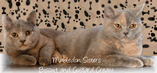 British Shorthair Breeders