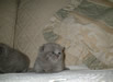 British Blue Kitten