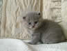 Kittens for Sale